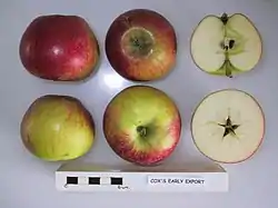 La Manzana 'Feltham Beauty' seccionada.