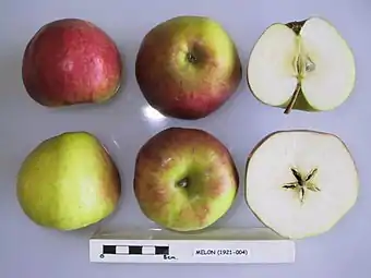 Manzana 'Melon', National Fruit Collection (acc. 1921-004).