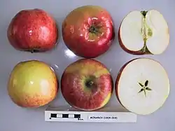La Manzana 'Monarch' seccionada.