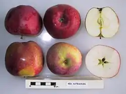 La Manzana 'Red Astrachan' seccionada.