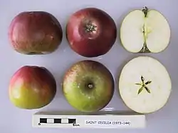 La Manzana 'Ivette' seccionada.