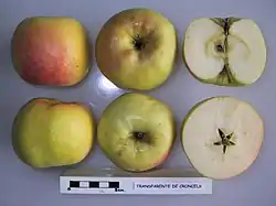 La Manzana 'Transparente de Croncels' seccionada.