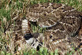 Serpiente de cascabel