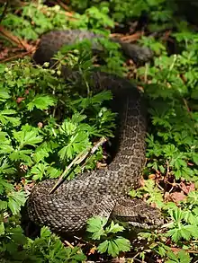 Crotalus triseriatus - Cascabel transvolcánica