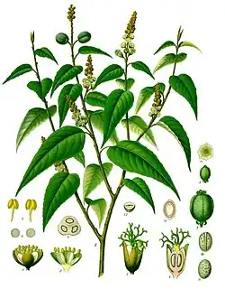 Croton eluteria (L.) Sw. (2)