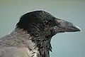 Cabeza de Corvus cornix.