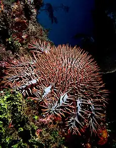 Acanthaster planci, Timor.