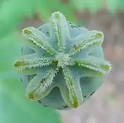 Estigma estrellado de adormidera (Papaver somniferum).