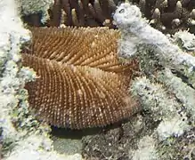 Ctenactis echinata