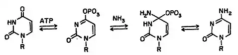 Mecanismo de la Ctp sintasa: UTP + ATP + glutamina ⇔ CTP + ADP + glutamato