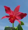 Cattlianthe Jewel Box 'Scheherazade'(= Gur. aurantiaca × C. Anzac 'Orchidhurst')antes Slc. Jewel Box, Ctt. Jewel Box is one parent of Ctt. Hazel Boyd.