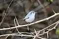 Polioptila lembeyei(Sinsontillo)endémica de Cuba.