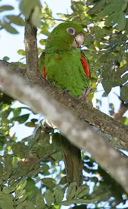 Aratinga euops(Catey)endémica de Cuba.