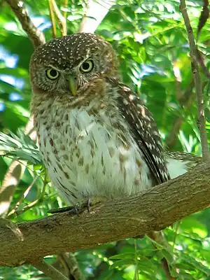 Glaucidium siju(Sijú Platanero)endémica de Cuba.