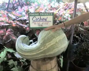 Un cultivar de cushaw muy grande.