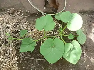 Zapallo plomo (semillería Florensa). Estas semillas fueron sembradas y la planta fue de hábito semiarbustivo, es decir, se desarrolló de forma achaparrada durante las primeras semanas y luego emitió guías largas como una planta guiadora.