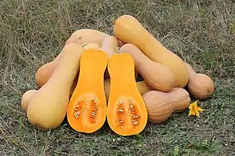 'Butternut'