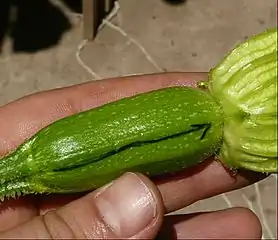 Cucurbita pepo "zapallo de Angola", flor. Las 5 costillas primarias del pedúnculo floral se pueden trazar a través de sus haces vasculares hasta los lóbulos de los sépalos. En esta flor además se las encuentra como costillas en el ovario.