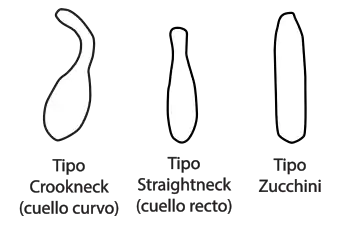 Diferencias relativas entre Crookneck, Straightneck, y Zucchini, según la clasificación de Paris (1986).