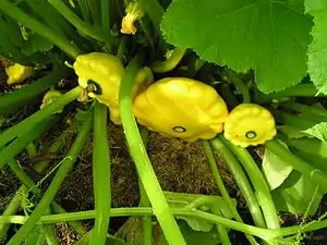 Forma amarilla, planta arbustiva, como Cucurbita pepo 'Golden Bush Scallop'.