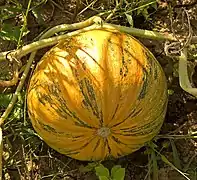 Cucurbita pepo var. styriaca.