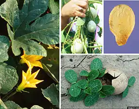 Cucurbita pepo subsp. texana (=Cucurbita texana), hibrida con todo Cucurbita pepo, presente sólo en Texas (Estados Unidos). La suelen llamar "Texas gourd" o "Texas wild gourd" así que puede encontrársela traducida como "calabaza (silvestre) de Texas" o "calabaza (silvestre) texana" o "calabacilla texana".