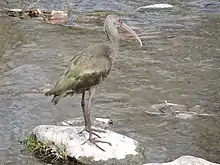 Cuervillo de Cañada, posado en una piedra en el río