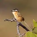 Culicivora caudacuta Sharp-tailed Tyrant