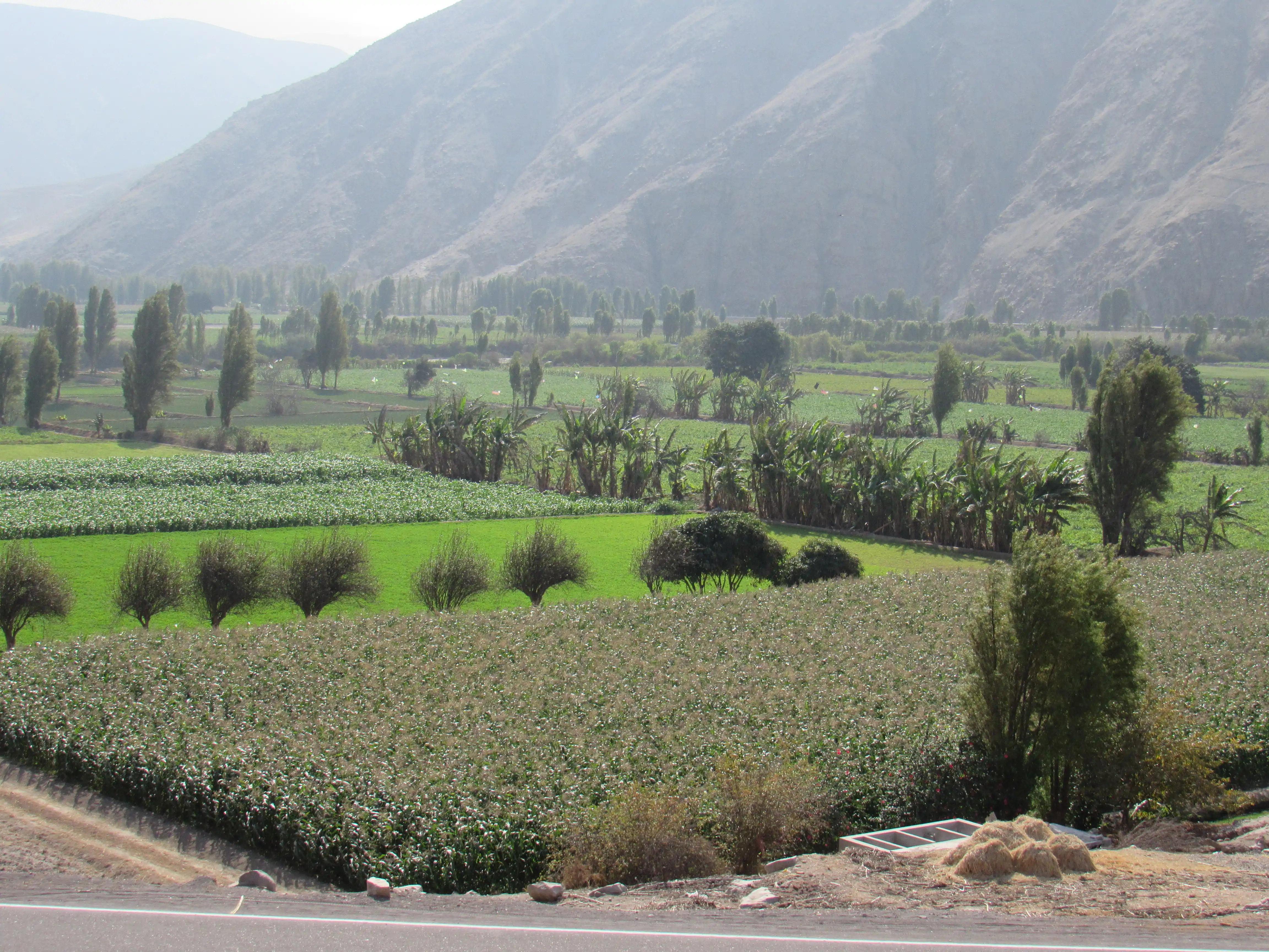 Cultivos en el Valle del Tambo