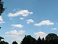 Cumulus humilis