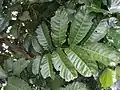 Hojas maduras.