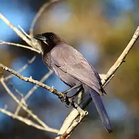 Cyanocorax cyanomelas Purplish Jay