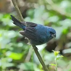 Cyanoloxia glaucocaerulea - Glaucous-blue Grosbeak