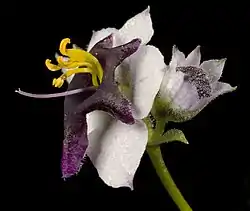 Cyanostegia (Cyanostegia lanceolata)