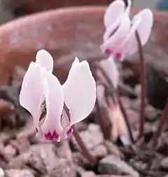 Cyclamen cyprium