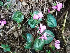 Cyclamen coum subsp. caucasicum