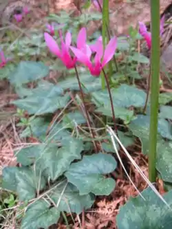 Cyclamen repandum