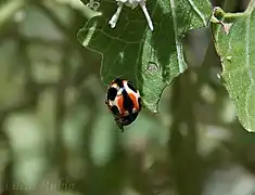 Cycloneda ancoralis