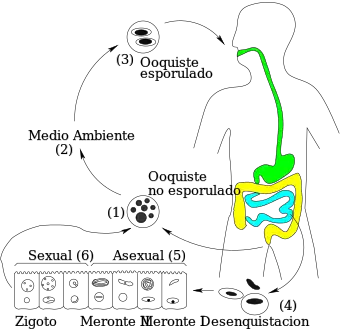 Ciclo de vida de Cyclospora cayetanensis (Eimeriidae)