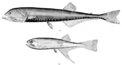 Gonostoma elongatum (arriba) y Bonapartia pedaliota (abajo)