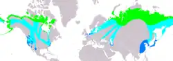 Distribución de Cygnus columbianus. La subespecie bewickii correspondería a las poblaciones euroasiáticas.