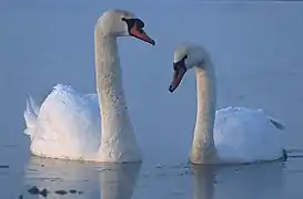 Cygnus olor, cisne vulgar