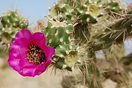 Cylindropuntia imbricata