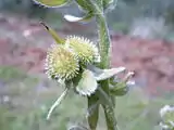 Los 4 lóbulos formarán 4 núculas en el esquizocarpo de núculas, fruto típico de Boraginaceae y también de Lamiaceae (las labiadas). Aquí se observan el estilo persistente y el cáliz persistente en el fruto.