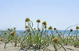 Cyperus capitatus, Cyperaceae