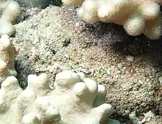 Cyphastrea chalcidicum en la isla Aureed, Estrecho de Torres, Australia