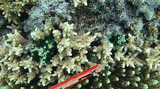 Cyphastrea decadia en isla Aureed