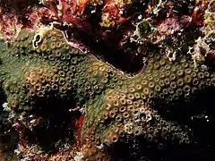 Cyphastrea microphthalma en isla Mer, Estrecho de Torres.