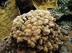 Cyphastrea salae, holotipo en isla Lord Howe, Australia.