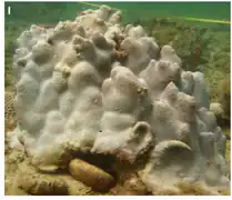 Cyphastrea serailia en Minden Reef, Australia.